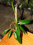 ././Photos/Plantes/Hoya_P-Q-R/Mini/06revolGPS-IMG_7457a.jpg