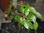 ././Photos/Plantes/Hoya_P-Q-R/Mini/06rundBC-IMG_9073.jpg