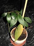 ././Photos/Plantes/Hoya_P-Q-R/Mini/06rundTNM38-IMG_9104.JPG