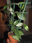 ././Photos/Plantes/Hoya_P-Q-R/Mini/06rundTOC-IMG_9090.JPG