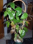 ././Photos/Plantes/Hoya_P-Q-R/Mini/06rundum-IMG_2481.jpg