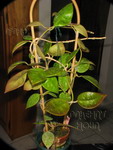 ././Photos/Plantes/Hoya_P-Q-R/Mini/06rundum39039-IMG_3295a.jpg