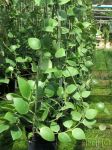 ././Photos/Plantes/Hoya_P-Q-R/Mini/06ruscif-IMG_4266.jpg