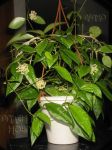 ././Photos/Plantes/Hoya_P-Q-R/Mini/07pusilBC-IMG_7862.jpg