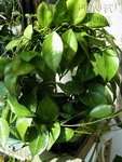 ././Photos/Plantes/Hoya_P-Q-R/Mini/07pusill-IMG_2606a.jpg