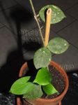 ././Photos/Plantes/Hoya_P-Q-R/Mini/07rosar-IMG_5285.jpg