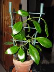 ././Photos/Plantes/Hoya_P-Q-R/Mini/07rosarOF-IMG_7385.jpg