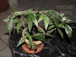 ././Photos/Plantes/Hoya_P-Q-R/Mini/08parvSp-IMG_8143a.JPG