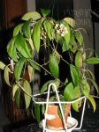 ././Photos/Plantes/Hoya_P-Q-R/Mini/09pad-IMG_6345.JPG