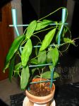 ././Photos/Plantes/Hoya_P-Q-R/Mini/09piment-IMG_0361.jpg