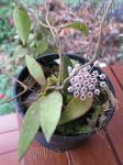 ././Photos/Plantes/Hoya_P-Q-R/Mini/13phuwua-IMG_4937.jpg