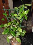 ././Photos/Plantes/Hoya_P-Q-R/Mini/18pseudolit-IMG_0085.jpg