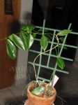 ././Photos/Plantes/Hoya_P-Q-R/Mini/19rub-IMG_2442.JPG