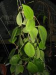 ././Photos/Plantes/Hoya_P-Q-R/Mini/20nicTh-IMG_1833.JPG