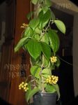 ././Photos/Plantes/Hoya_P-Q-R/Mini/20nichol-IMG_0942.jpg