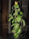 ././Photos/Plantes/Hoya_P-Q-R/Mini/20nichol-IMG_8214.jpg