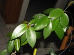 ././Photos/Plantes/Hoya_P-Q-R/Mini/20nichol-IMG_9345.jpg