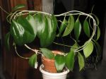 ././Photos/Plantes/Hoya_P-Q-R/Mini/20pau-IMG_1976.JPG