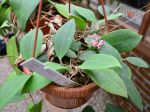 ././Photos/Plantes/Hoya_P-Q-R/Mini/20paulsh8845-DSC_0056.jpg