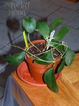 ././Photos/Plantes/Hoya_P-Q-R/Mini/20paulsh8845-IMG_8134.jpg