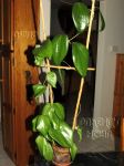 ././Photos/Plantes/Hoya_P-Q-R/Mini/20pentaph-IMG_0525.jpg