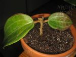 ././Photos/Plantes/Hoya_P-Q-R/Mini/20pol-IMG_5367.JPG