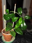 ././Photos/Plantes/Hoya_P-Q-R/Mini/20polystA-IMG_5638a.jpg