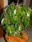 ././Photos/Plantes/Hoya_P-Q-R/Mini/20pottsi-IMG_6575.jpg