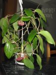 ././Photos/Plantes/Hoya_P-Q-R/Mini/20purp-IMG_4752.jpg