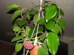 ././Photos/Plantes/Hoya_P-Q-R/Mini/20purp-IMG_9948.jpg