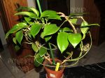 ././Photos/Plantes/Hoya_P-Q-R/Mini/20quinq-IMG_1729.jpg