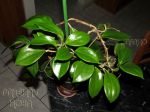 ././Photos/Plantes/Hoya_P-Q-R/Mini/20quinq-IMG_1730.jpg