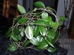 ././Photos/Plantes/Hoya_P-Q-R/Mini/20ridley-IMG_3311.jpg