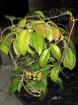 ././Photos/Plantes/Hoya_P-Q-R/Mini/20ridley-IMG_8929.jpg