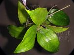 ././Photos/Plantes/Hoya_P-Q-R/Mini/20rigL-IMG_4761.JPG