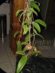 ././Photos/Plantes/Hoya_P-Q-R/Mini/20rigT-IMG_9577.JPG