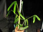 ././Photos/Plantes/Hoya_P-Q-R/Mini/23pan-IMG_6038.JPG