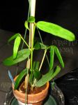 ././Photos/Plantes/Hoya_P-Q-R/Mini/23pandur-IMG_3146.jpg