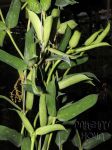 ././Photos/Plantes/Hoya_P-Q-R/Mini/23pandur-IMG_4505.jpg