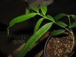 ././Photos/Plantes/Hoya_P-Q-R/Mini/23pla-IMG_3897.JPG