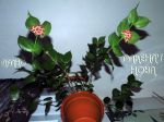 ././Photos/Plantes/Hoya_P-Q-R/Mini/23polyne-IMG_2266.jpg