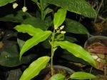 ././Photos/Plantes/Hoya_P-Q-R/Mini/24papascho-IMG_5488a.jpg