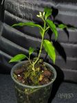 ././Photos/Plantes/Hoya_P-Q-R/Mini/24papascho-IMG_5552.jpg