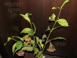 ././Photos/Plantes/Hoya_P-Q-R/Mini/IMG_5083-preat.jpg
