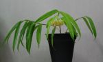 ././Photos/Plantes/Hoya_P-Q-R/Mini/platycaulis-torill2954a.jpg