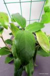 ././Photos/Plantes/Hoya_P-Q-R/Mini/ranau-IMG_4928.jpg