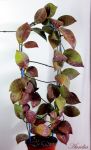 ././Photos/Plantes/Hoya_P-Q-R/Mini/rundumensis4.jpg