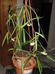 ././Photos/Plantes/Hoya_S-T-U-V-W/Mini/01shepherd-IMG_9258.jpg