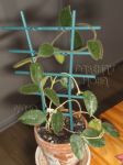 ././Photos/Plantes/Hoya_S-T-U-V-W/Mini/01thomaff-IMG_1673.JPG