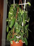 ././Photos/Plantes/Hoya_S-T-U-V-W/Mini/01thoms-IMG_7409a.jpg